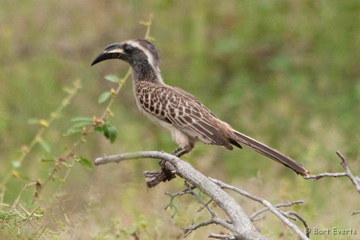 DSC_2433.jpg - African Grey Hornbill