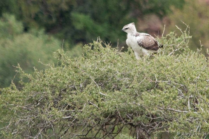 DSC_2442.jpg - Martial Eagle juvenile