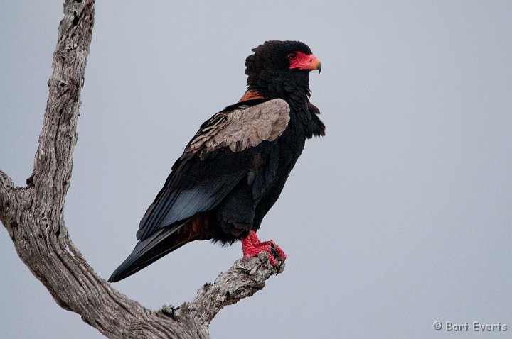 DSC_2449.jpg - Bateleur