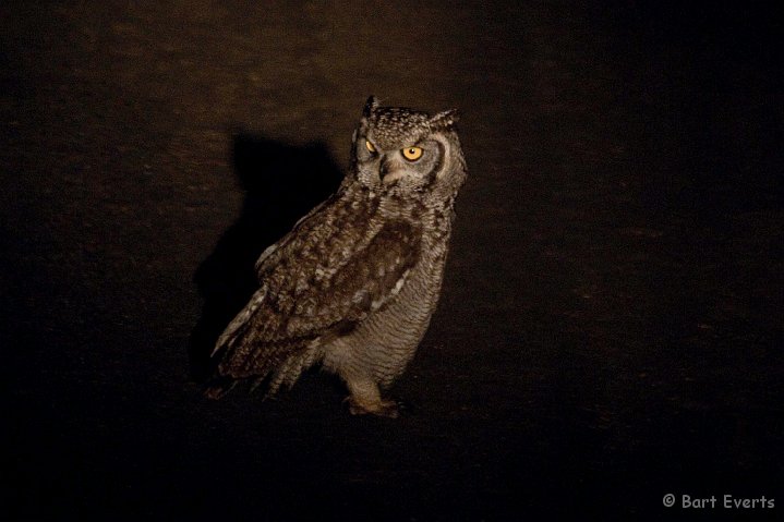 DSC_2477.jpg - Spotted Eagle owl