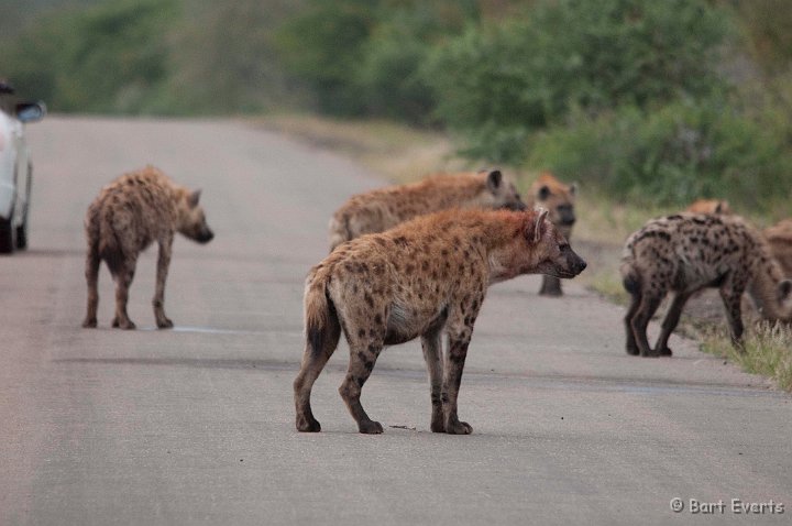 DSC_2479.jpg - Spotted Hyenas