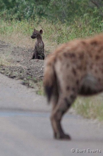 DSC_2482.jpg - young Spotted Hyena