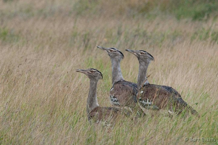 DSC_2490.jpg - Kori bustards