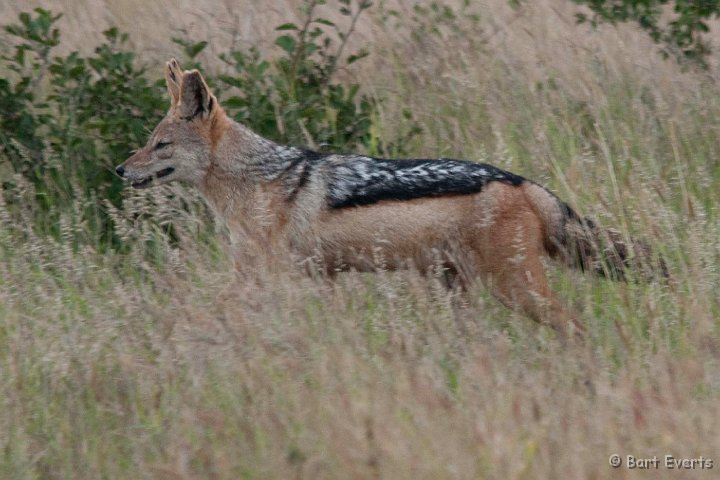 DSC_2492.jpg - Saddle-backed Jackal