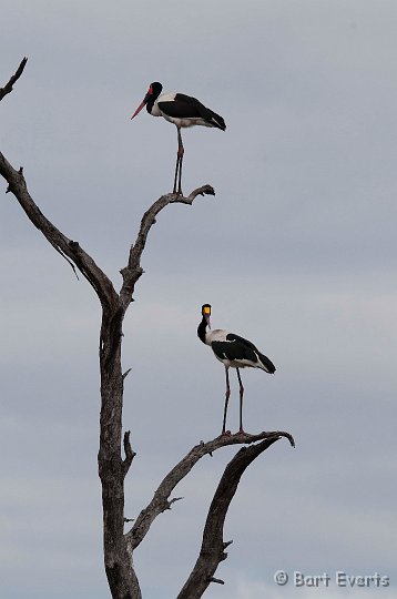 DSC_2493.jpg - Saddle-billed Stork