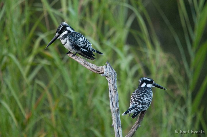 DSC_2549.jpg - Pied Kingfisher