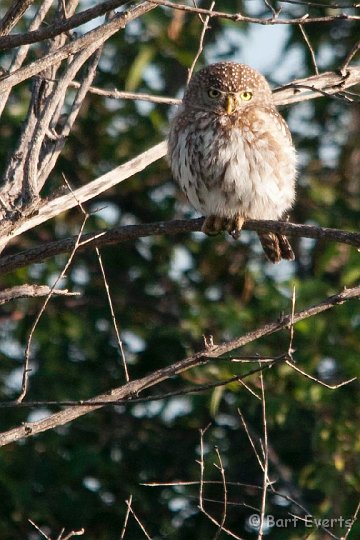 DSC_2557.jpg - Pearl-spotted Owlet