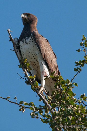 DSC_2567.jpg - Martial Eagle