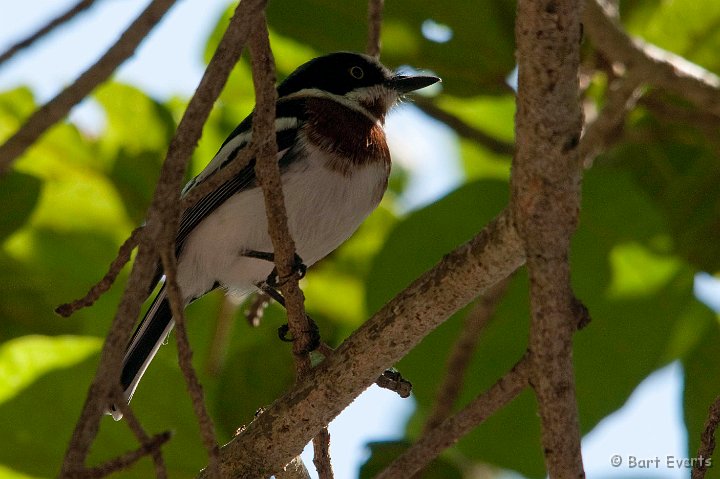 DSC_2585.jpg - Chinspot Batis