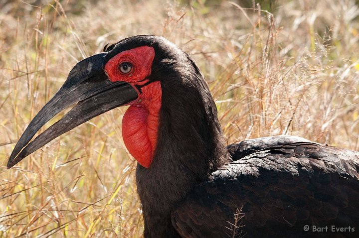 DSC_2602.jpg - Southern Groundhornbill