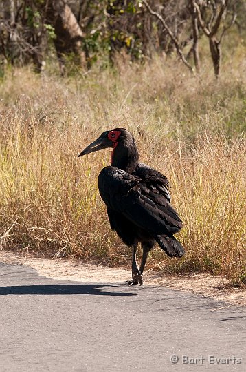 DSC_2607.jpg - Southern Groundhornbill