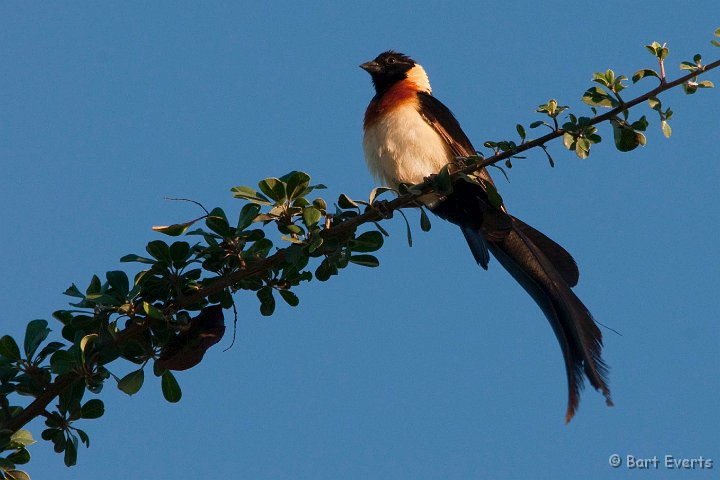 DSC_2609.jpg - Eastern Paradise Whydah