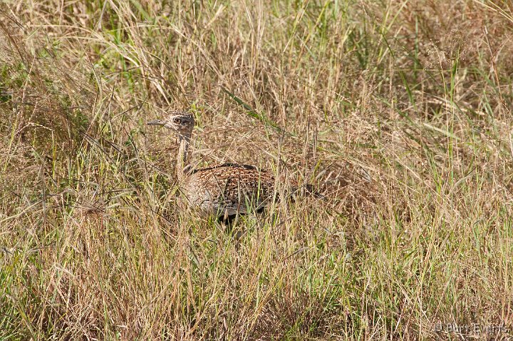 DSC_2617.jpg - Red-Crested Korhaan