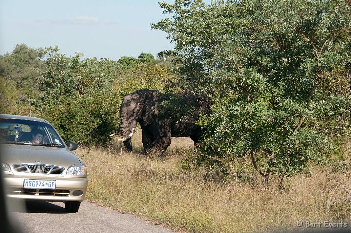 DSC_2620.jpg - Elephant