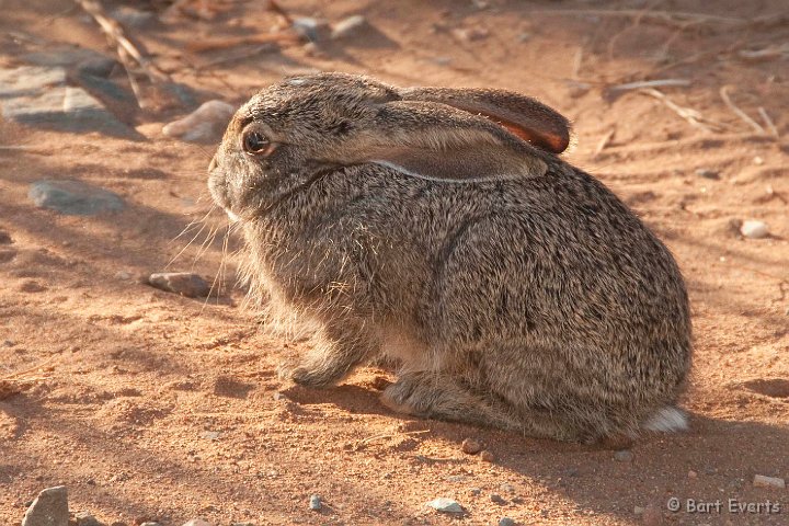 DSC_2628.jpg - Little rabbit