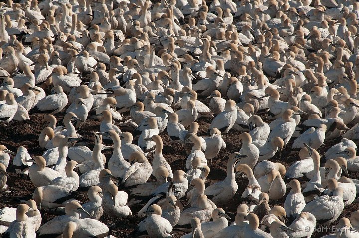 DSC_5828.jpg - Cape Gannet Colony