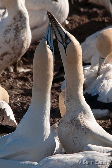 DSC_5830.jpg - Cape Gannets