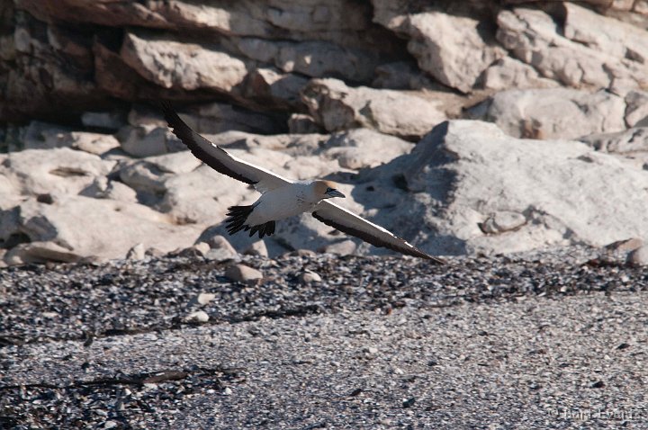 DSC_5835.jpg - Cape Gannet