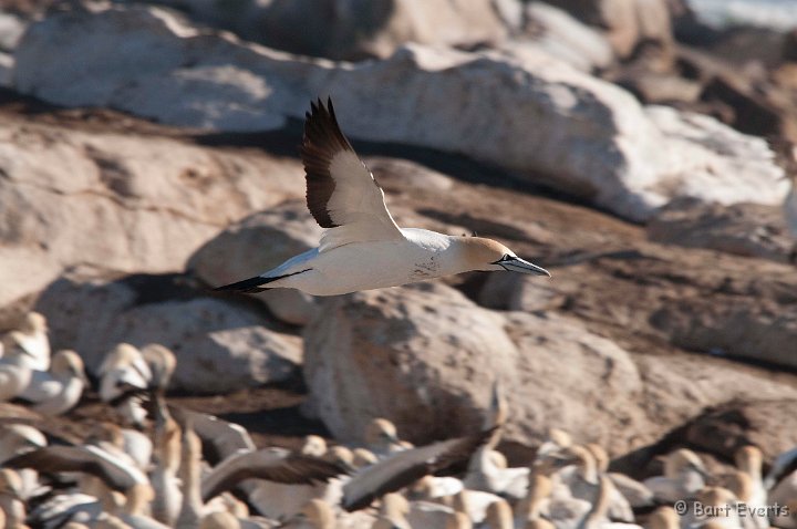 DSC_5837.jpg - Cape Gannet