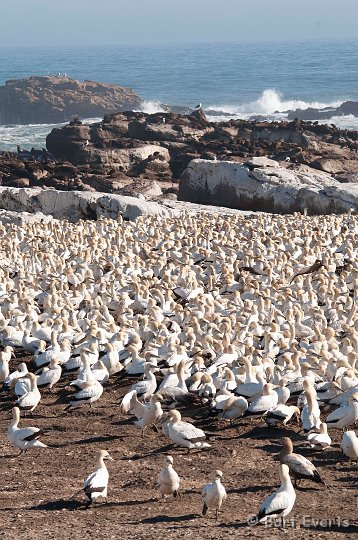 DSC_5838.jpg - Cape Gannet colony