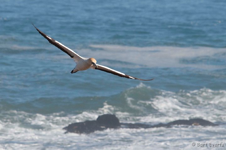 DSC_5840.jpg - Cape Gannet