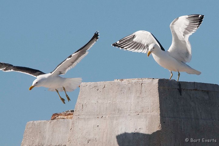 DSC_5843.jpg - Cape Gull