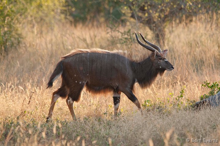 DSC_2220.jpg - Nyala