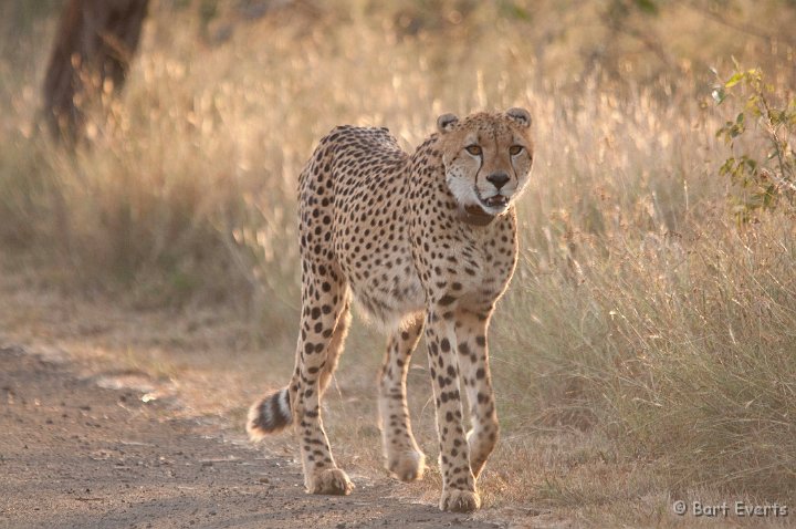 DSC_2230.jpg - Cheetah