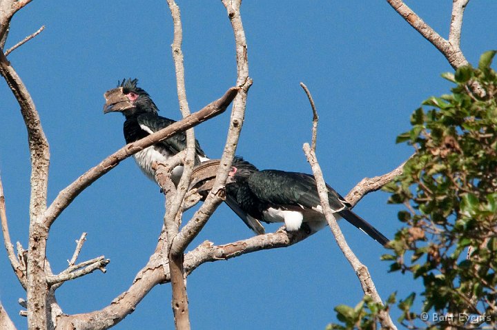 DSC_2256.jpg - Trumpeter Hornbill