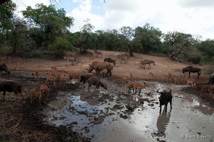 DSC_2265.jpg - Waterhole with enormous wildlife densities