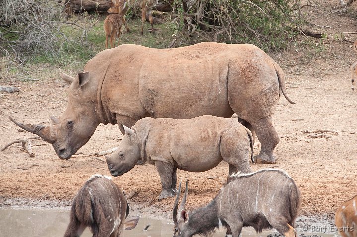 DSC_2268.jpg - White Rhino