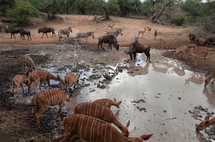 DSC_2270.jpg - Zebra, wildebeest, Nyala and Impala