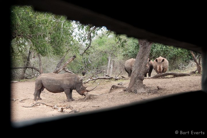 DSC_2271.jpg - White Rhinos gathering