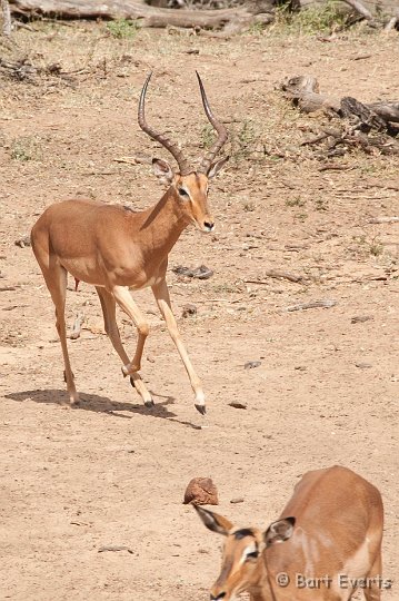 DSC_2289.jpg - Impalas during Rutting season