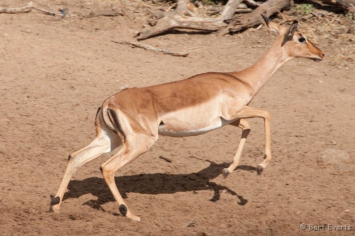 DSC_2290.jpg - impala