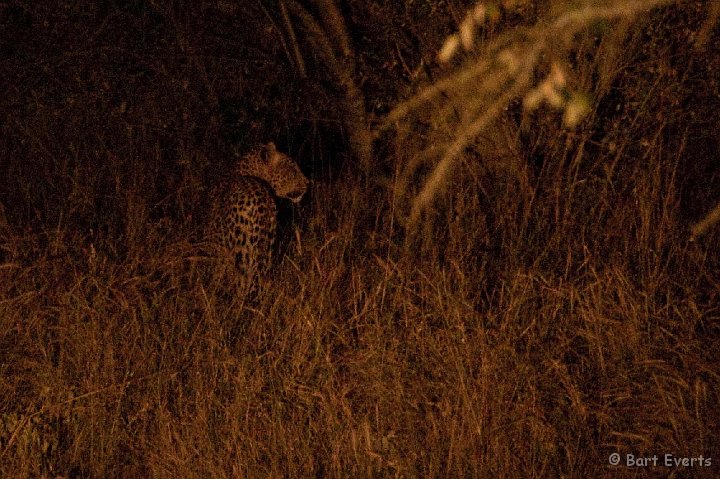 DSC_2300.jpg - Leopard!