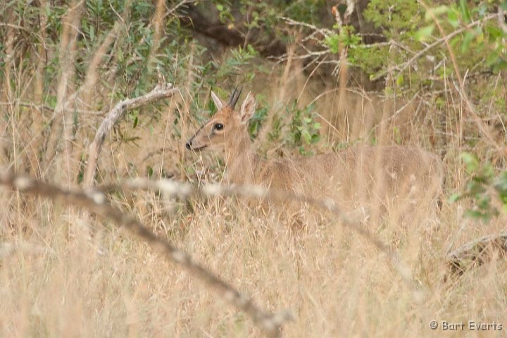 DSC_2301.jpg - Grey/Bush Duiker