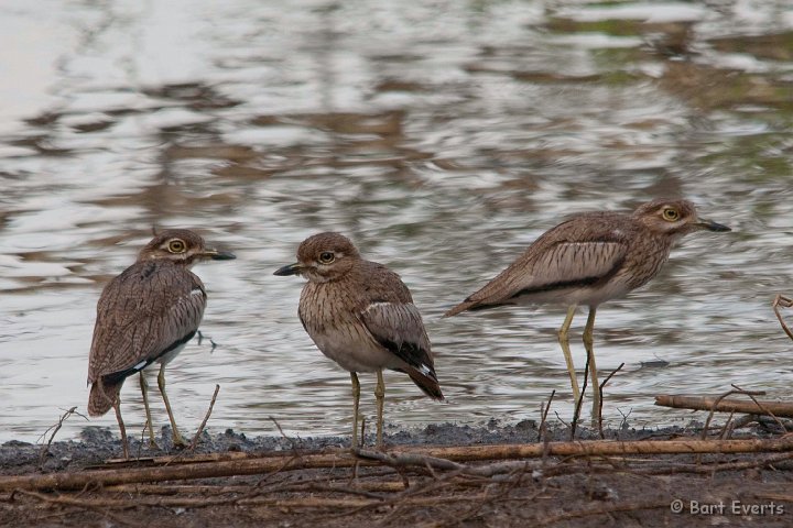 DSC_2306.jpg - Water Thickknee