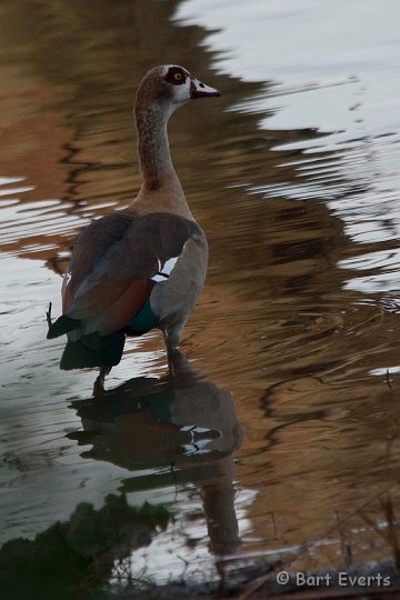 DSC_2308.jpg - Egyptian Goose