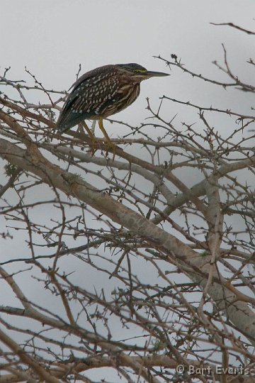 DSC_2311.jpg - Green Heron