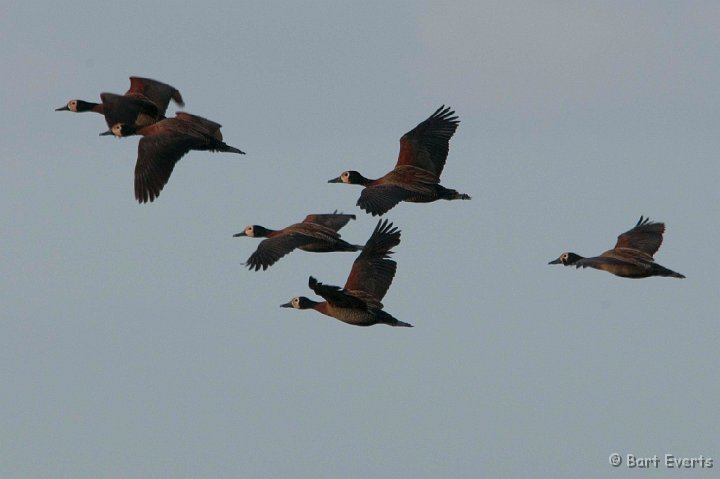 DSC_2314.jpg - White-Faced Whistling duck