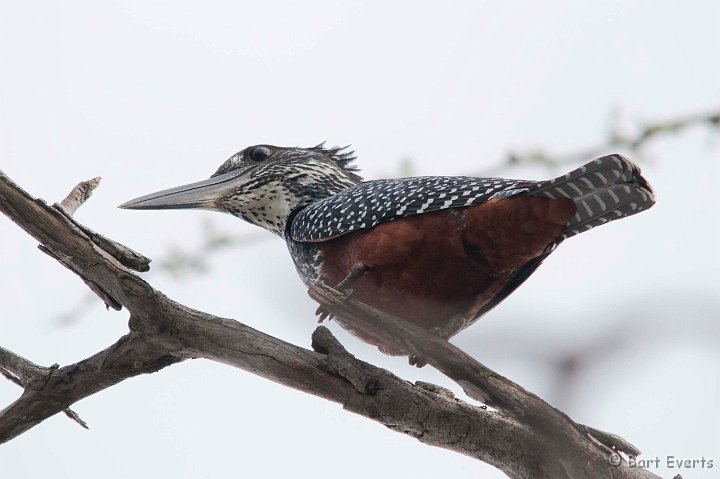 DSC_2319.jpg - Giant Kingfisher