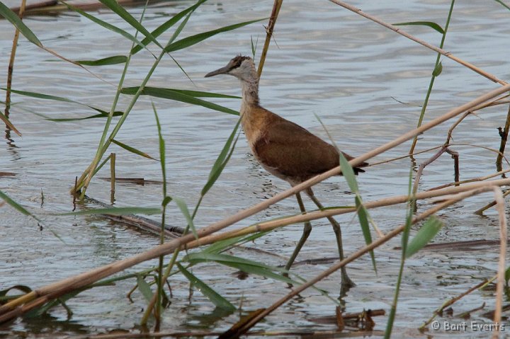 DSC_2321.jpg - Jacana