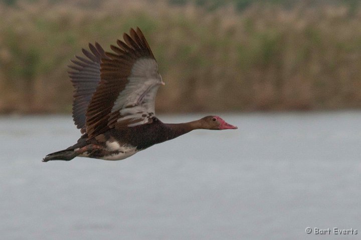 DSC_2324.jpg - Spurwinged Goose