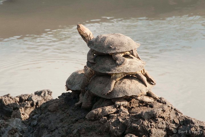 DSC_2329.jpg - Triple Turtle