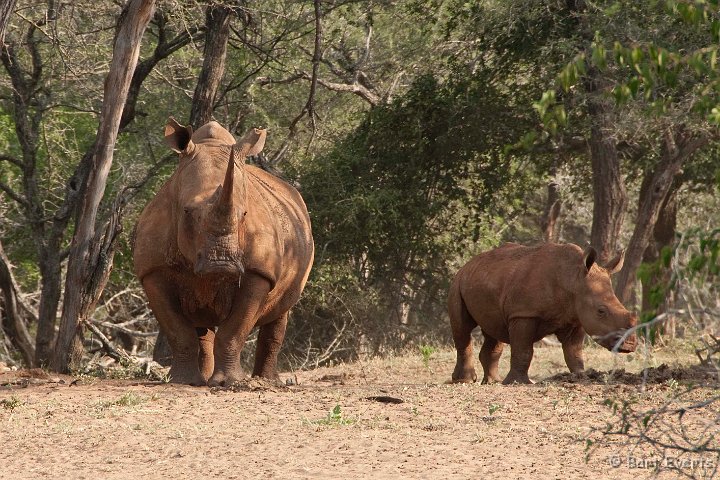 DSC_2330.jpg - White Rhinos