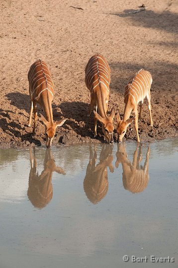 DSC_2331.jpg - Drinking Nyalas