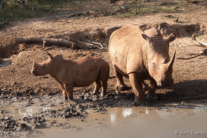 DSC_2337.jpg - White Rhinos