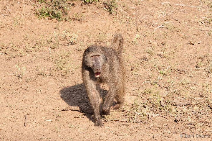 DSC_2348.jpg - Baboon