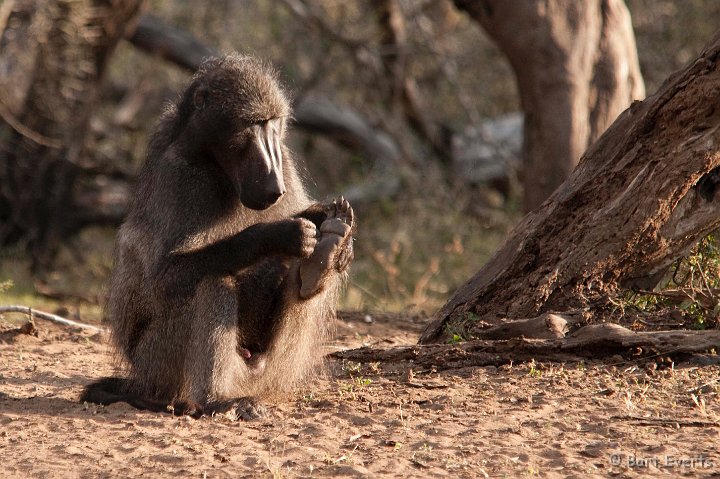 DSC_2350.jpg - Baboon